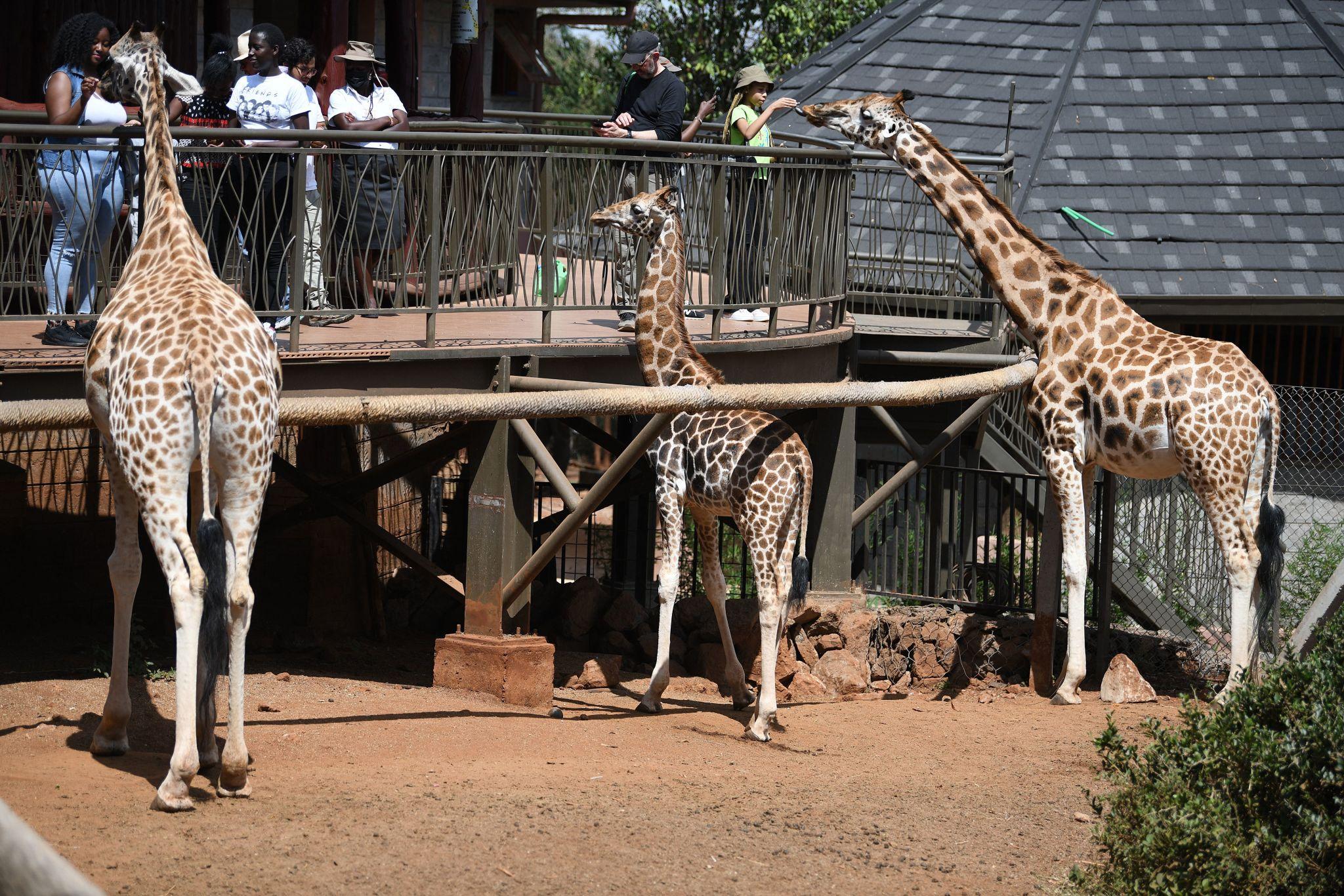Kenya Grand Explorer Safari & Beach Adventure